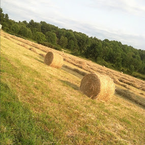 hay field